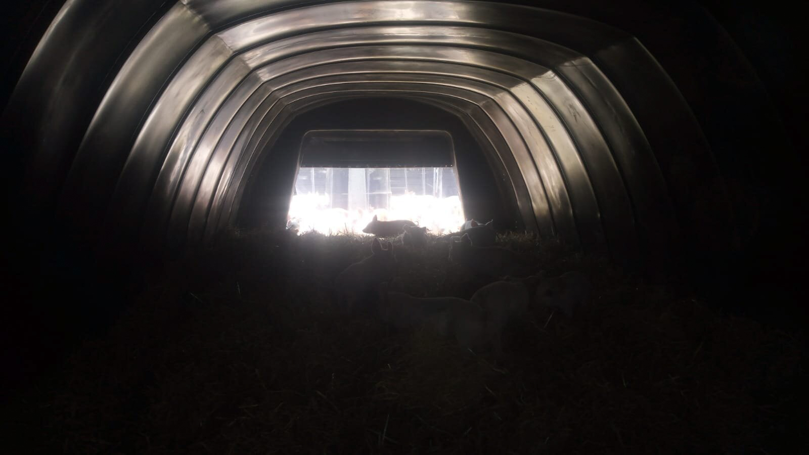 Fonager Frilandsudstyr Weaner Dryhut 42