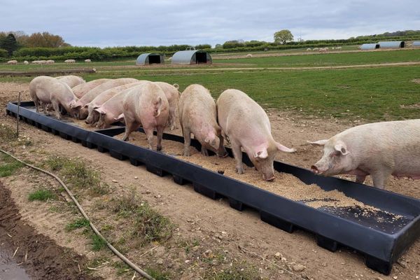 Fonager Frilandsudstyr Sow Trough 72