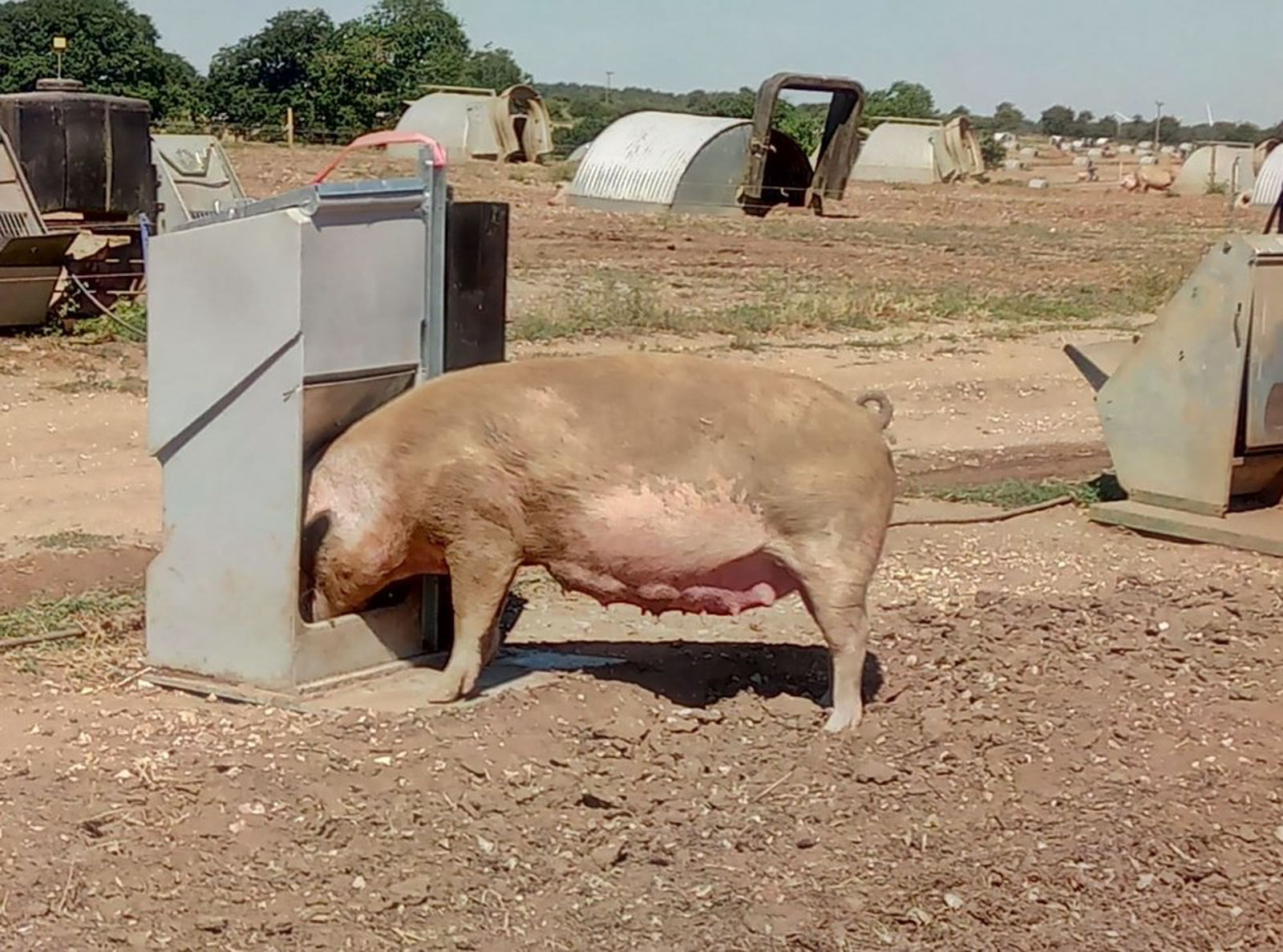 Fonager Frilandsudstyr Adlib Farrow Feeder 66