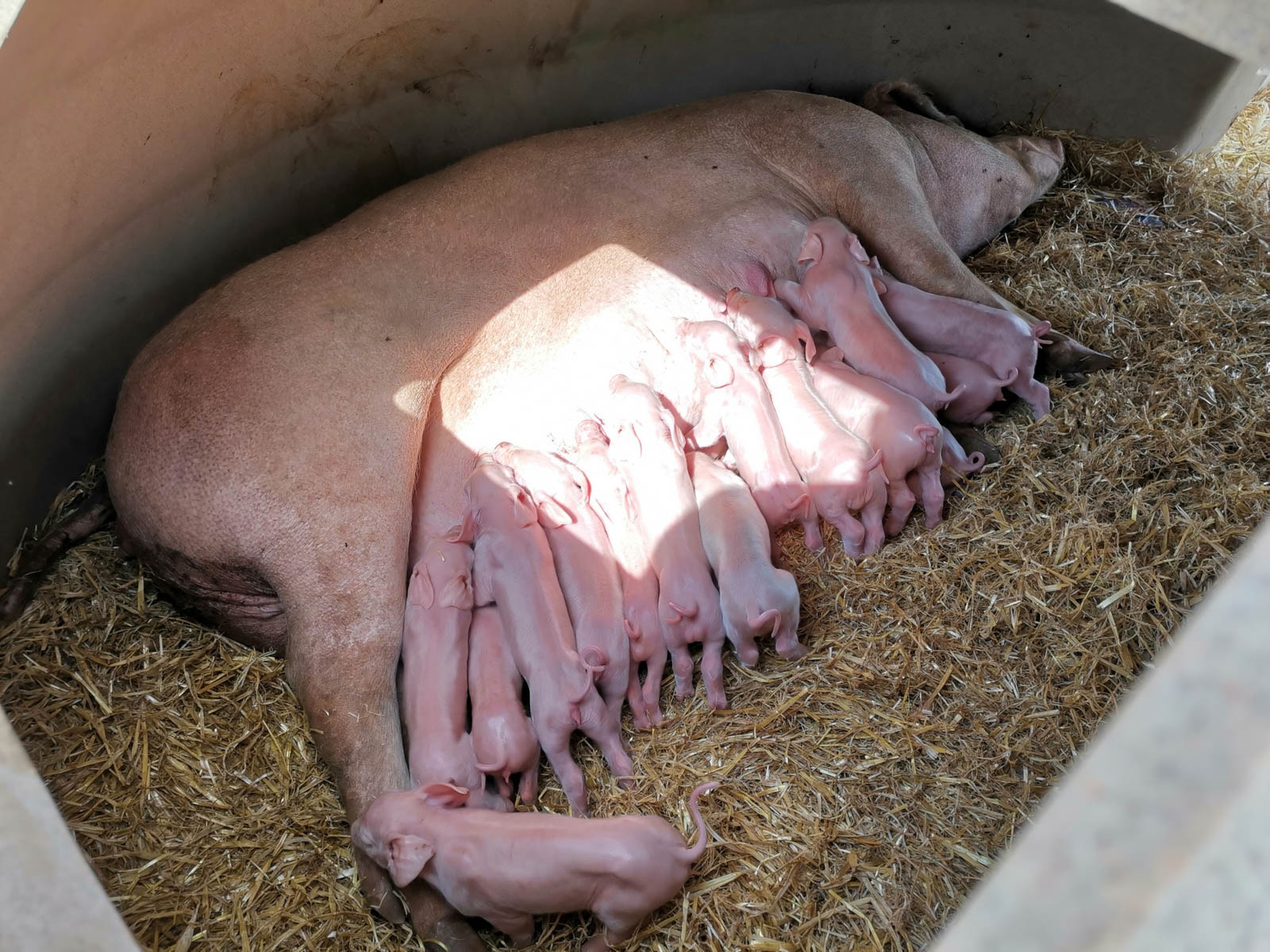 Fonager Frilandsudstyr Aardvark XL Farrowing Ark 33