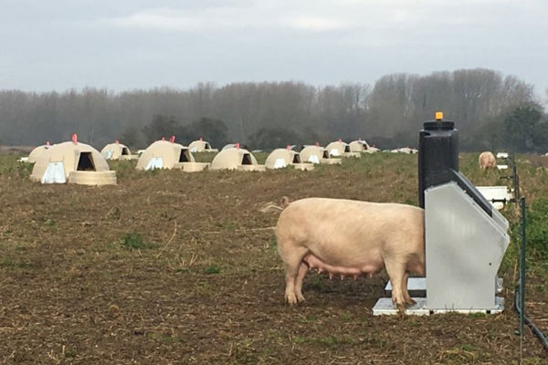 Fonager Frilandsudstyr Farrow Feeder 57