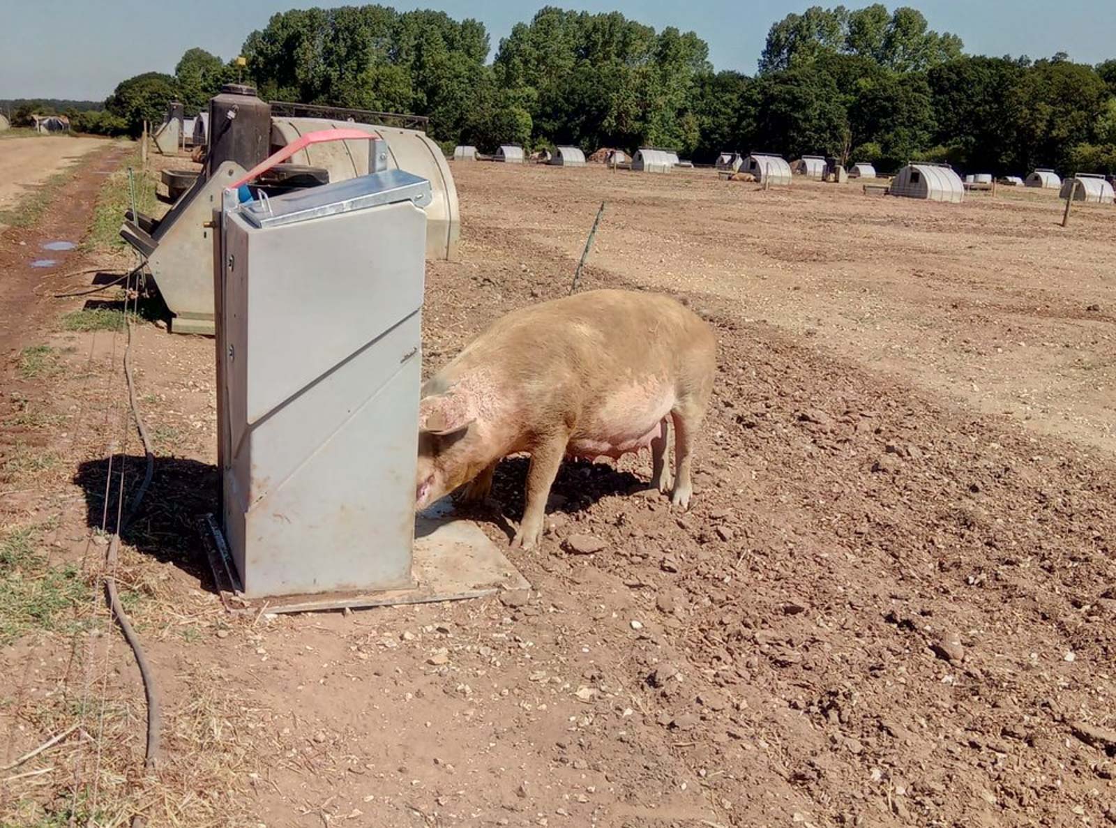 Fonager Frilandsudstyr Adlib Farrow Feeder 62