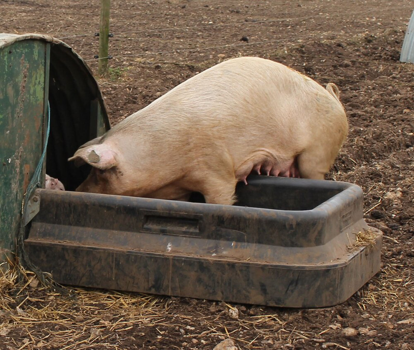 Fonager Frilandsudstyr Fender 52