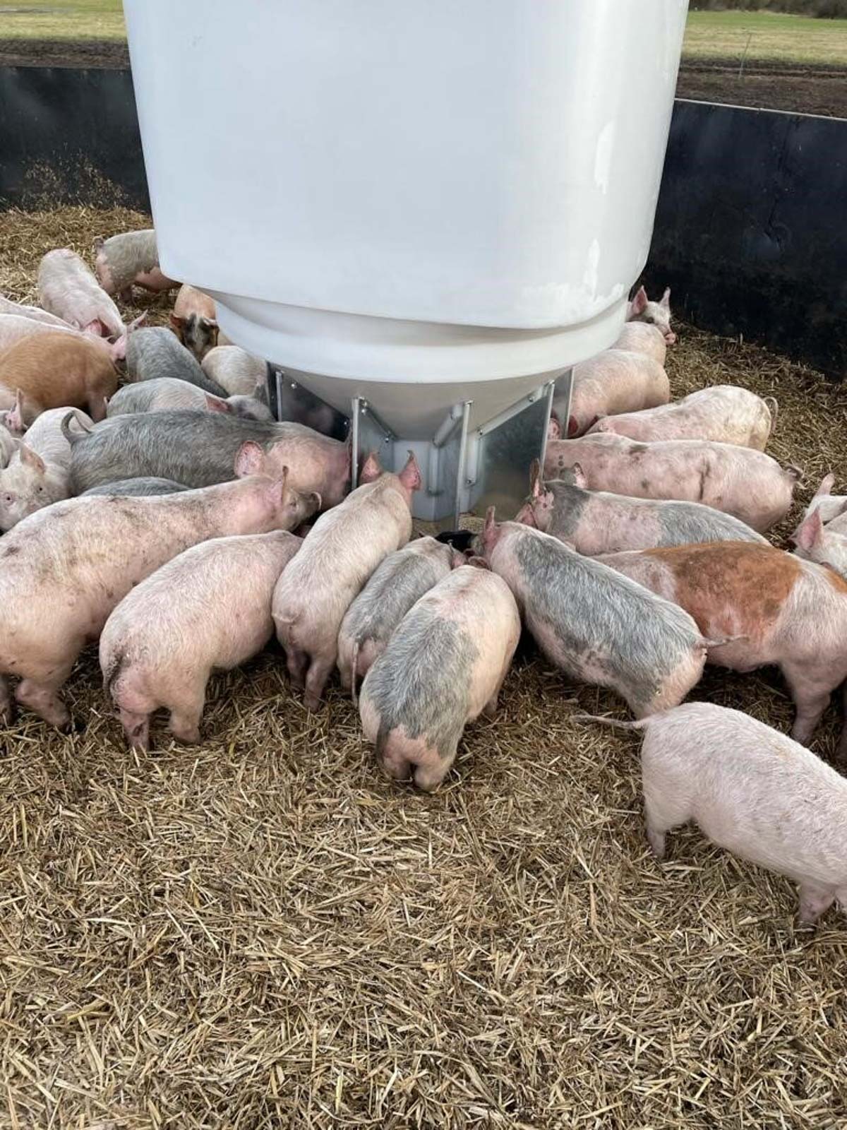 Fonager Frilandsudstyr Free Range Grower Feeder 79