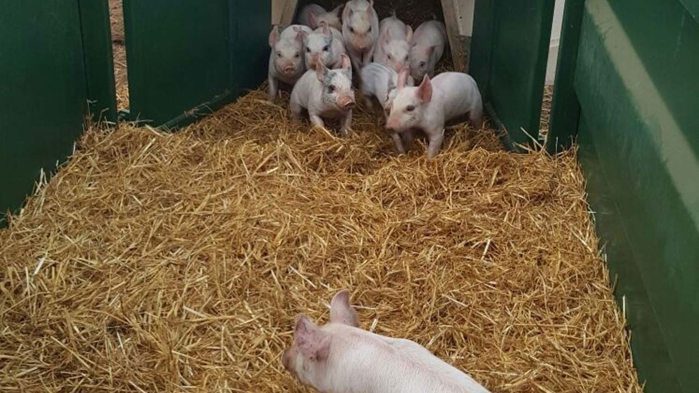 Fonager Frilandsudstyr Aardvark Farrowing Hut 20 Placeholder