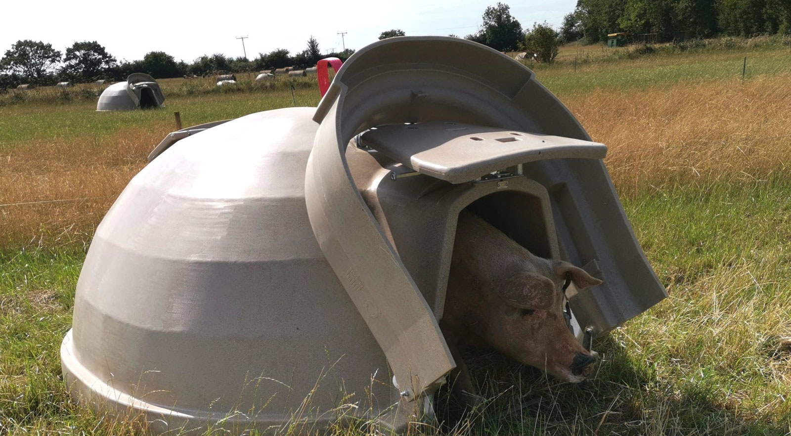 Fonager Frilandsudstyr Aardvark XL Farrowing Ark 25